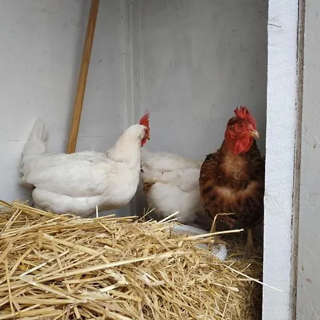 Bed and breakfast La Ferme Des Escampades Monteux