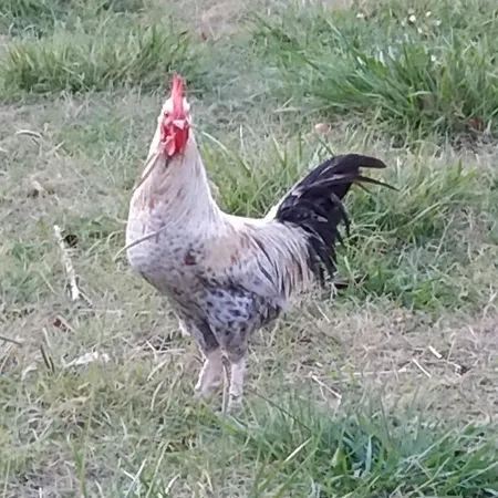 Bed and breakfast La Ferme Des Escampades *